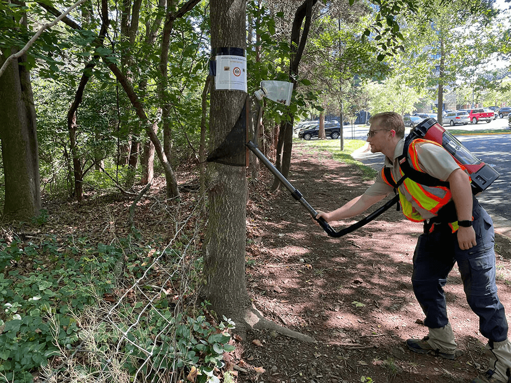 Staff using vacuum to control spotted lanternfly