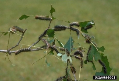 Photo showing SM caterpillars chewing oak leaves, photo credit Tim Tigner, Virginia Department of Forestry, Bugwood.org