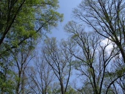 Photo showing oak trees refoliating after a defoliation, photo credit Steven Katovich, Bugwood.org
