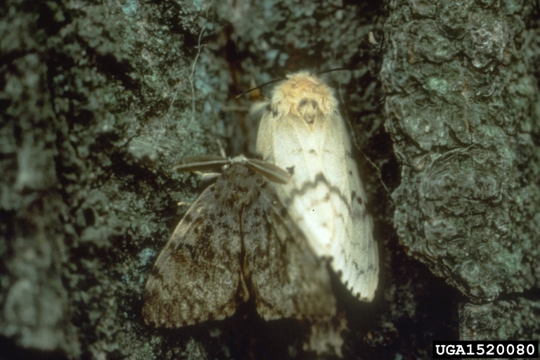 Spongy Moth Adult Female and Male