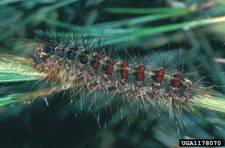 Spongy Moth Caterpillar
