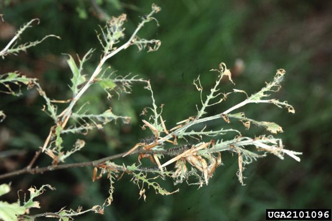Spongy Moth Defoliation
