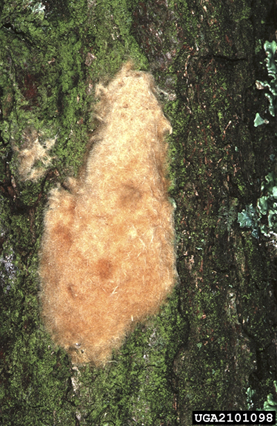 Spongy Moth Egg Mass