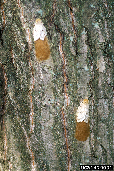 Spongy Moth Life Cycle