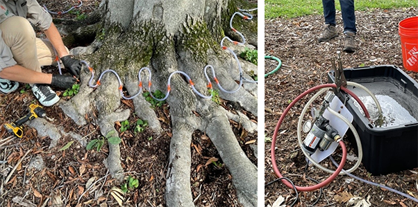 Example of trunk (or stem) injection system for BLD