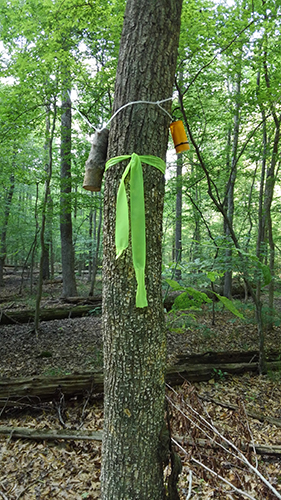 Urban Foresters Battle Emerald Ash Borer (EAB) Tree Pest