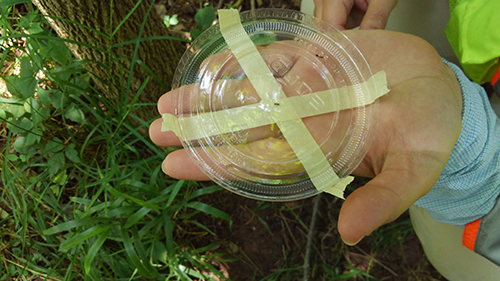 Urban Foresters Battle Emerald Ash Borer (EAB) Tree Pest