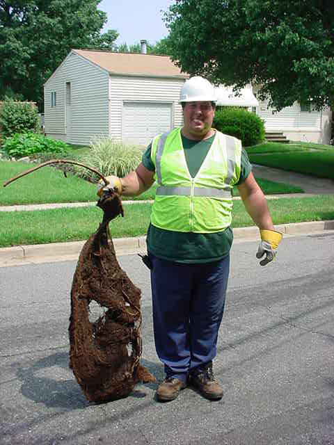 Staff showing rootball removed from sewer pipe