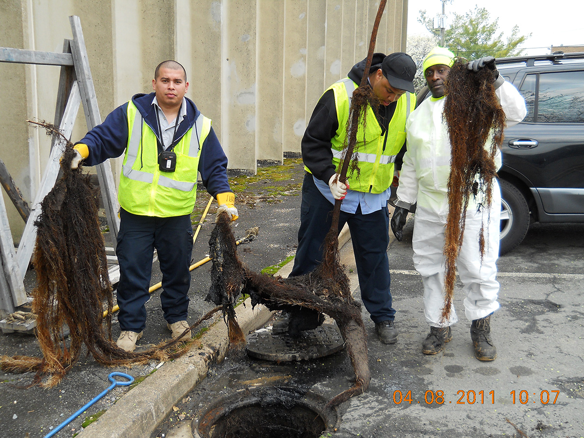 Staff remove tree roots from manhole