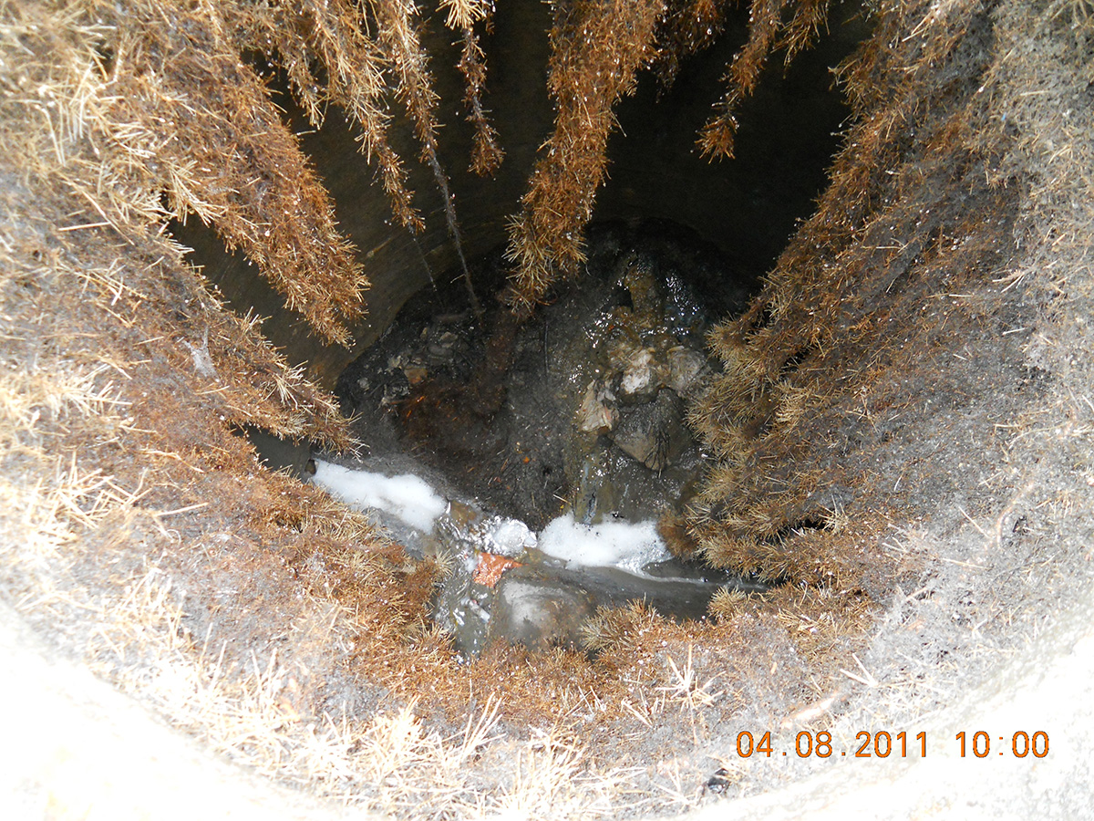 Roots growing inside sewer pipe