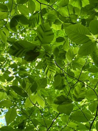 Beech Leaf Disease