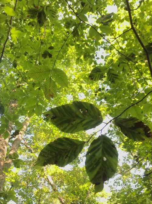 Beech leaf disease example