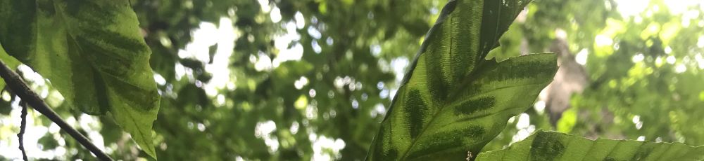 Closeup of beech leaf disease affected leaves.