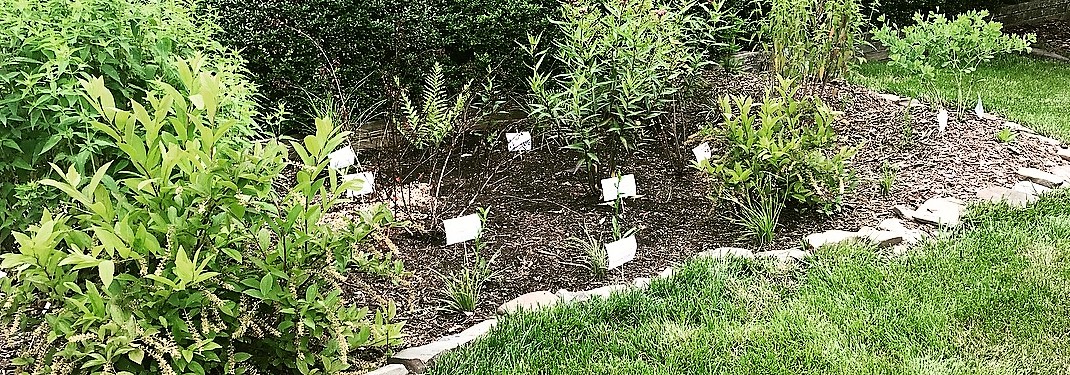 Rain Garden