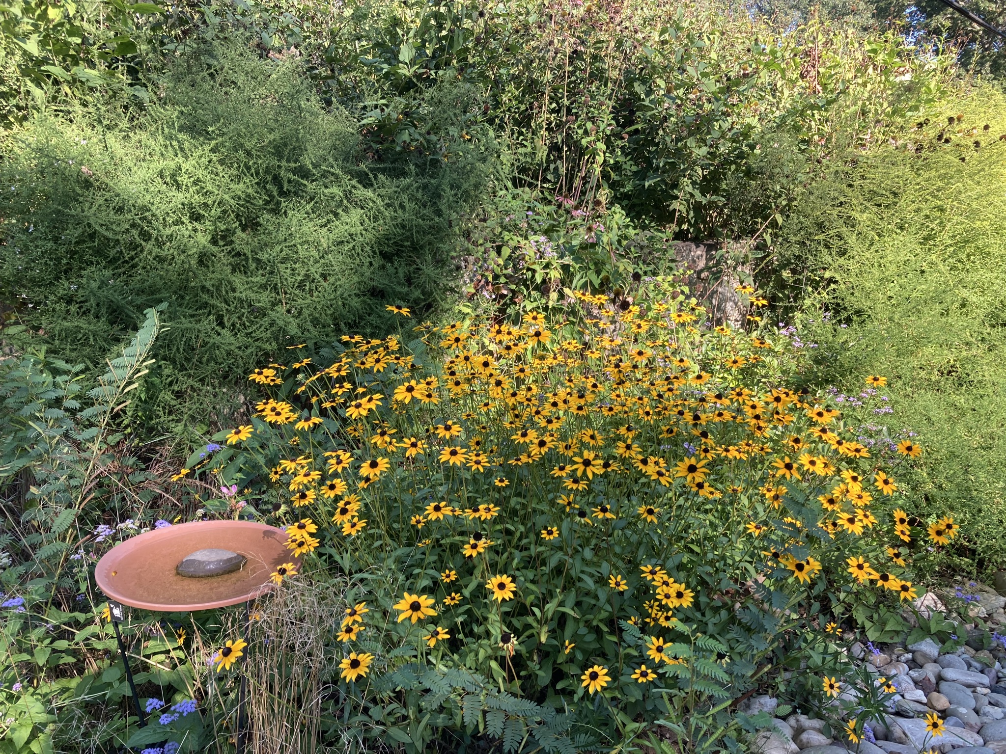 Rain garden