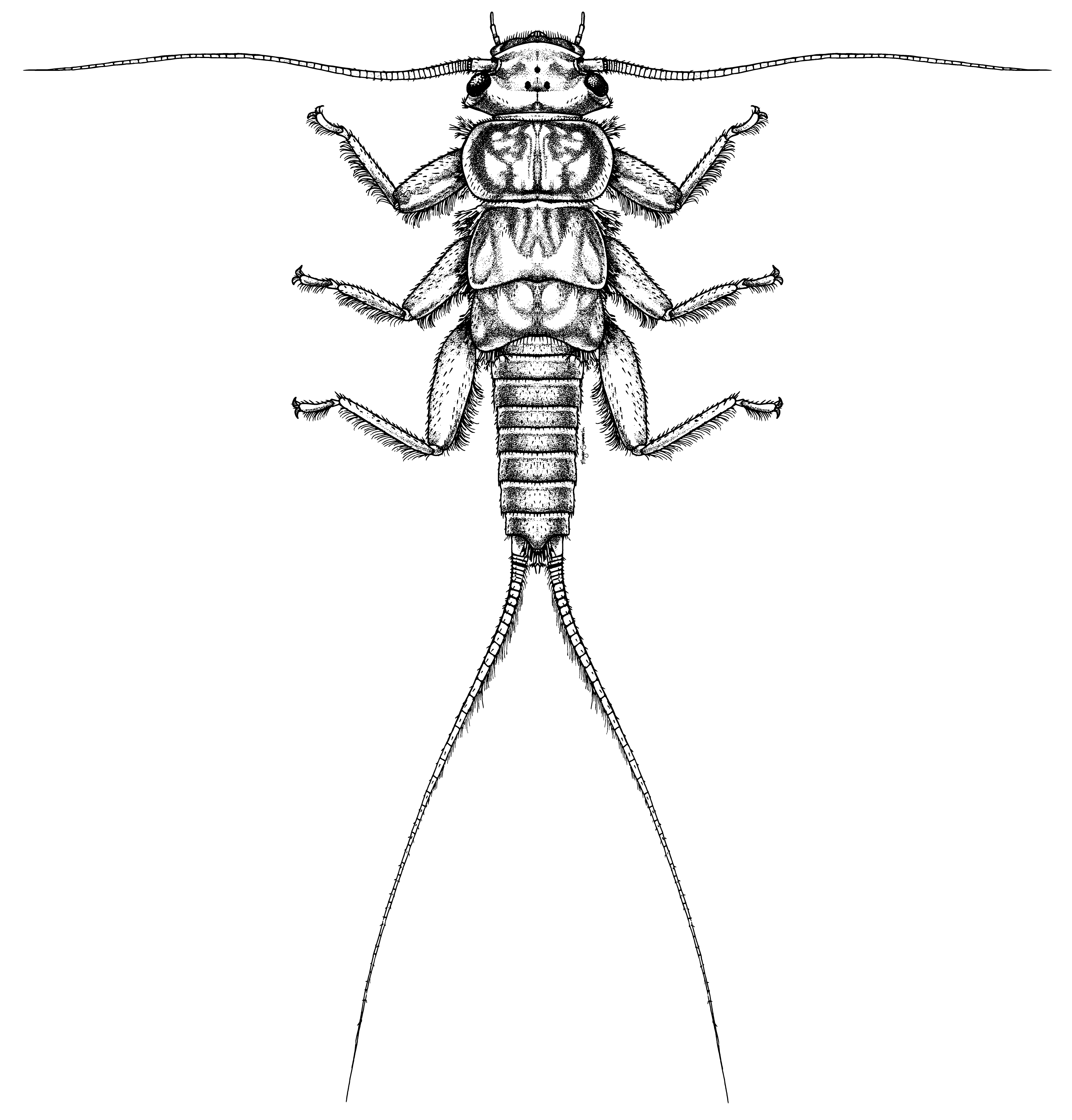 plecoptera