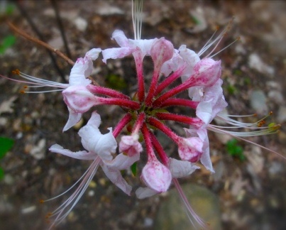 Pinxterbloom Azalea