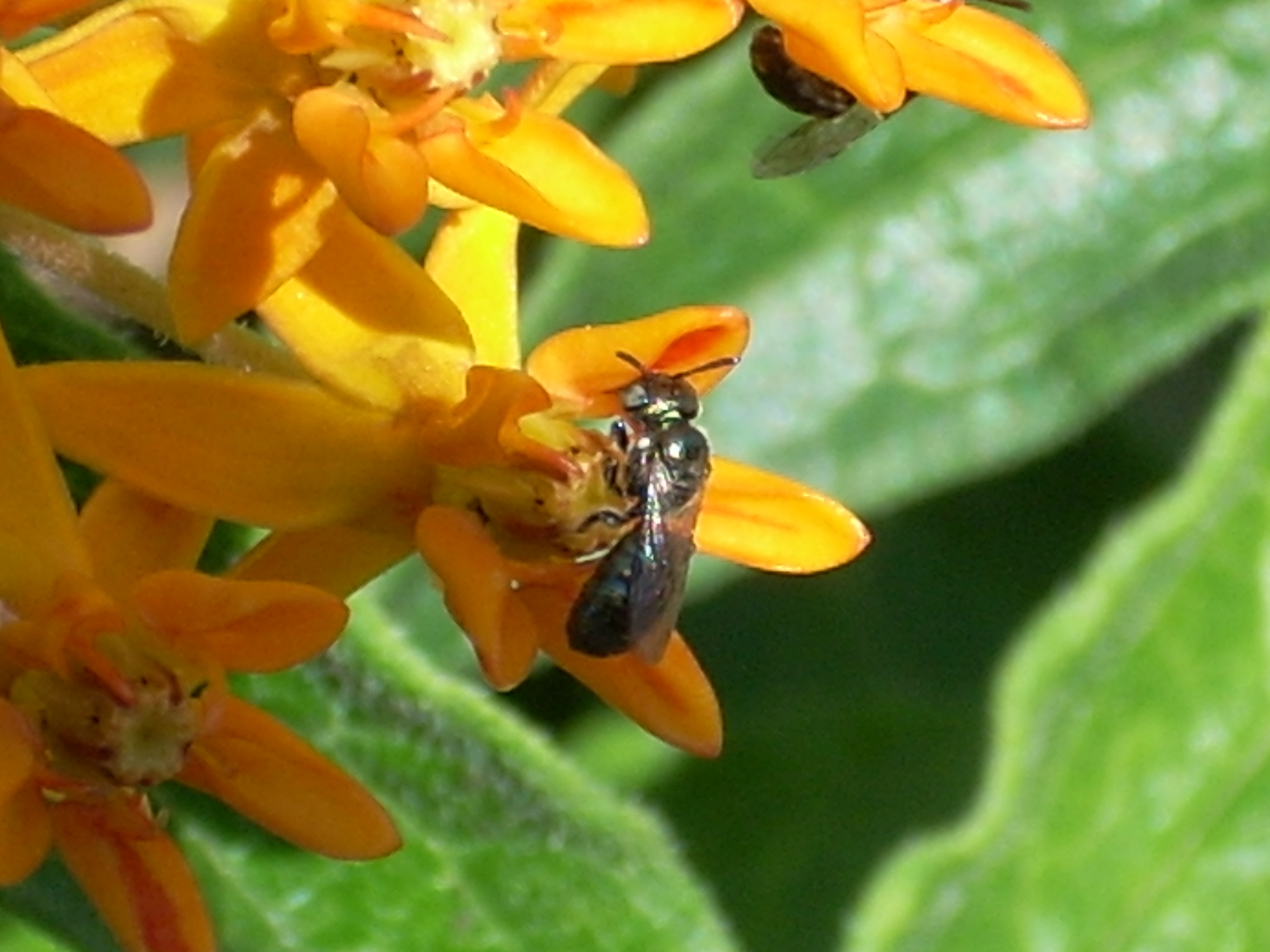 A native solitary bee feasts on nectar and pollen from butterfly weed (Asclepias tuberosa). This Virginia milkweed is also favored by butterflies.