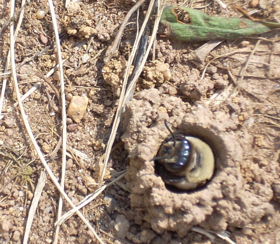 A ground-nesting bee peeks from its nest.