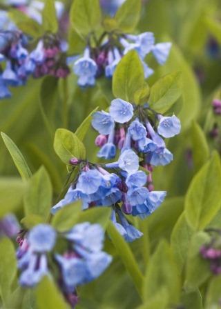 Bluebells