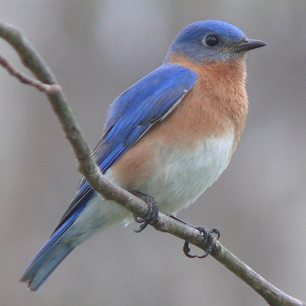 Eastern Bluebird