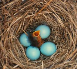 Bluebird hatchlings