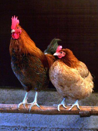 A rooster and hen.
