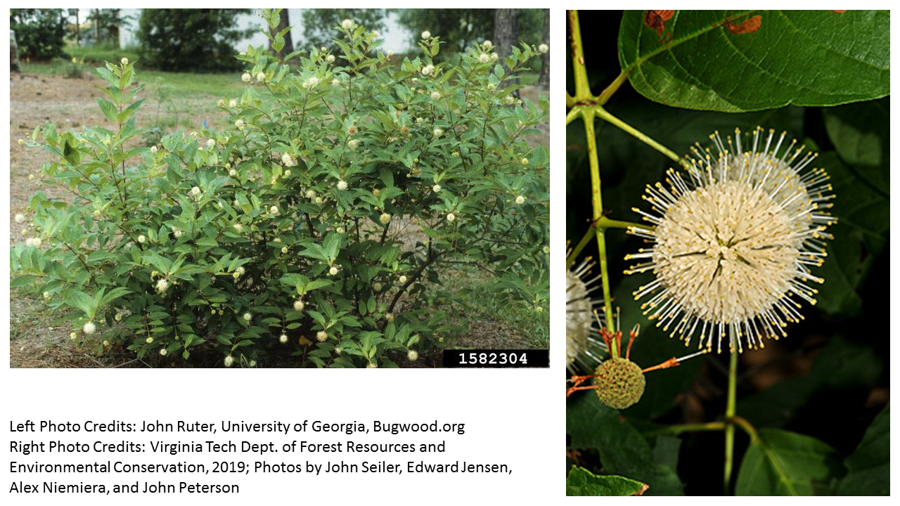 common buttonbush