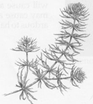 Coontail - Ceratophyllum demersum