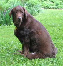 brown dog