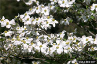 Flowering Dogwood in bloom