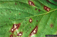 Dogwood anthracnose splotches on a leaf