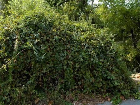 Non-native invasive plants can take over a landscape, choking all other vegetation.