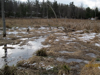 Wetland