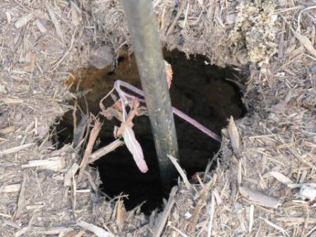 Sinkhole in the yard