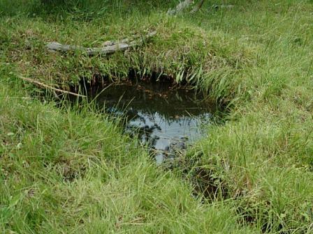 Leaking pipe or natural spring