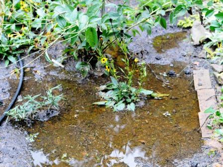 Small wet area after storms