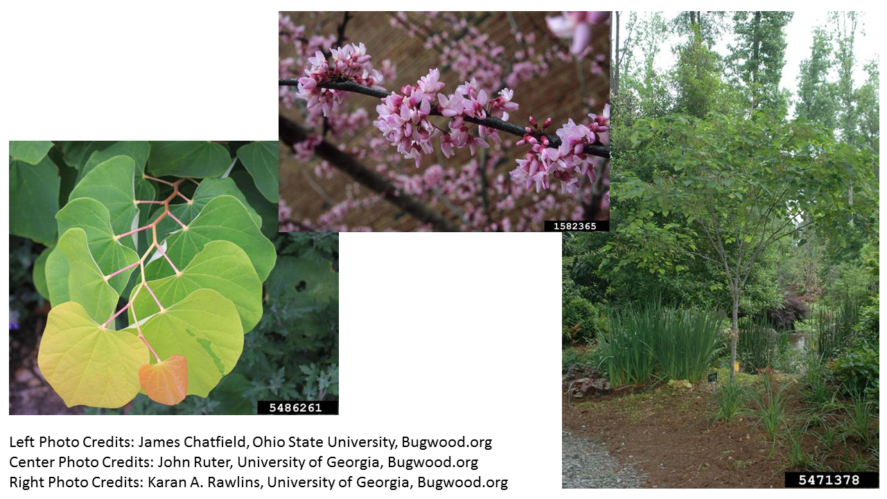 eastern redbud