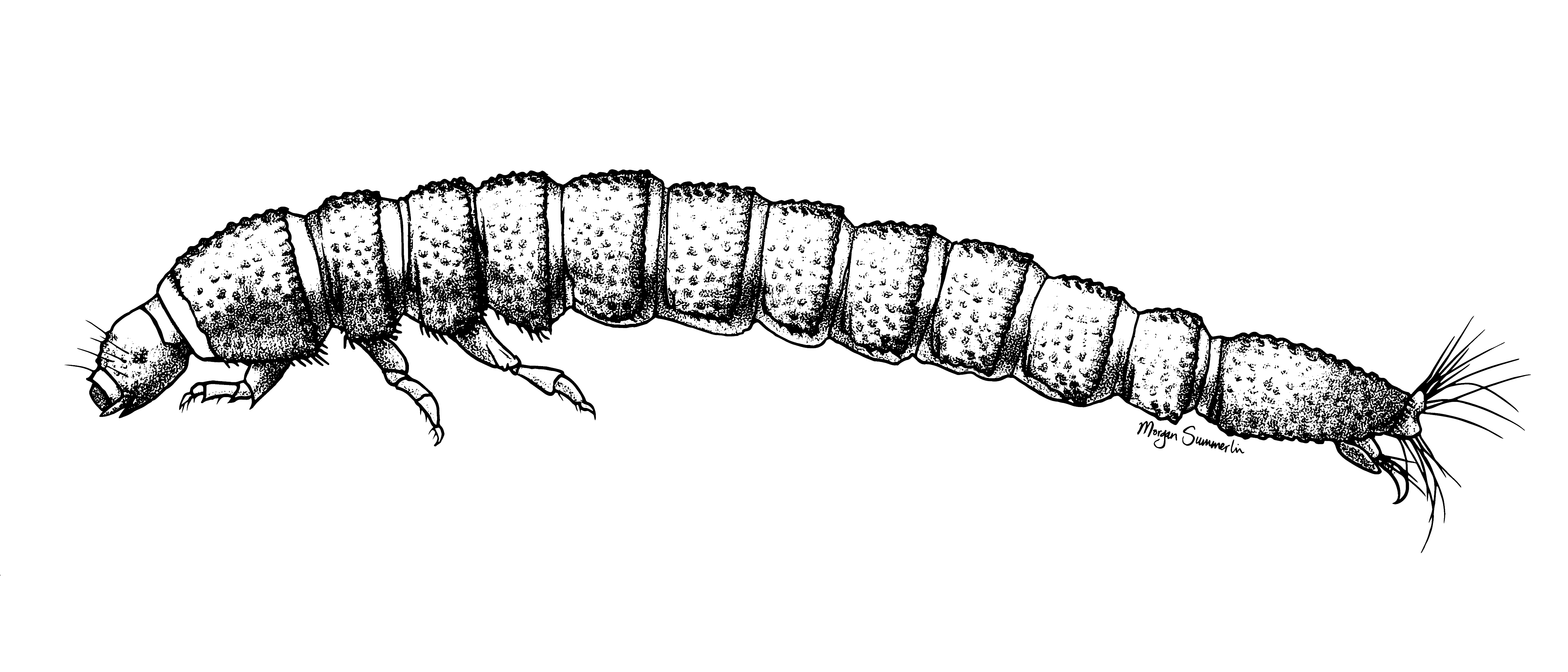 beetle larvae
