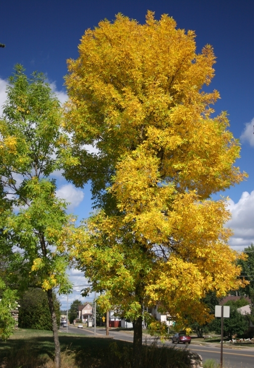 Ash tree with bright foliage. Credit: Steven Katovich, USDA Forest Service.