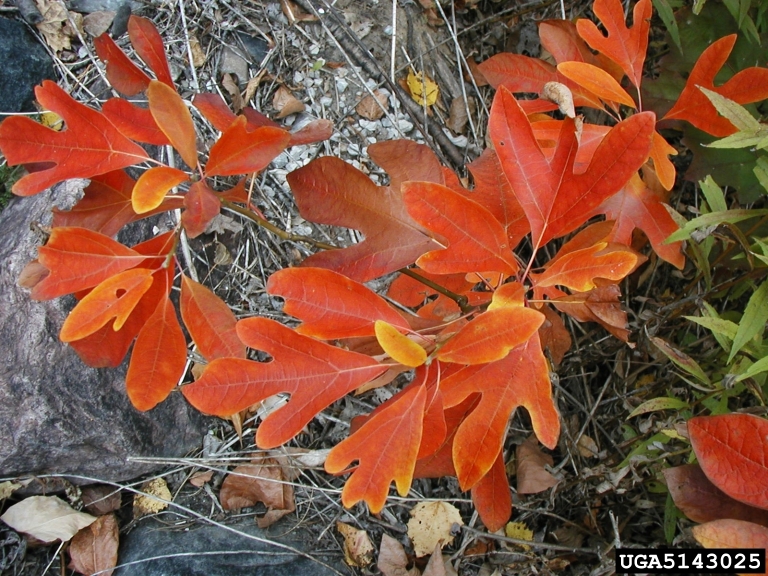 Sassafras albidum in its brilliant fall color. Credit: The Dow Gardens Archive, Midland, MI.