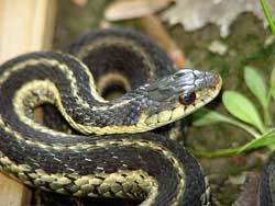 garter snake