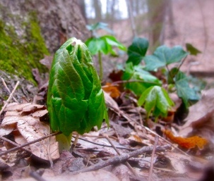 Mayapple emerges. Credit: Gary Putnam, Arlington Regional Master Naturalists 