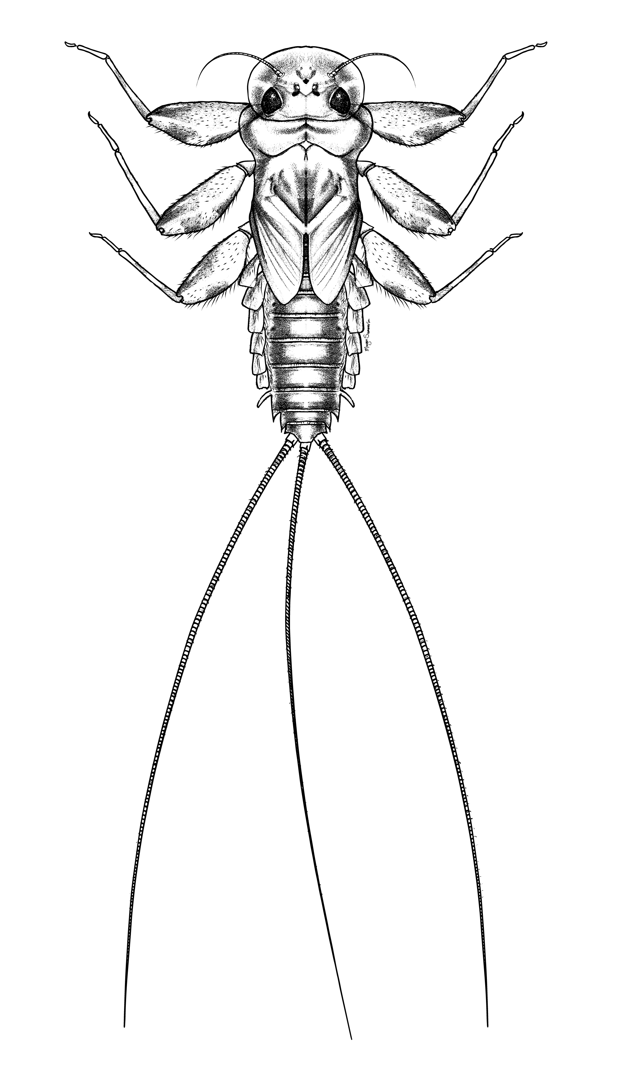 mayfly larva