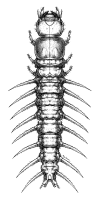hellgramite