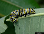 A monarch caterpillar on milkweed