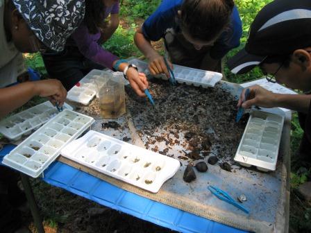 stream monitors sorting macroinvertebrates