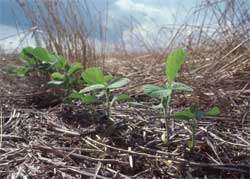 Seedlings image