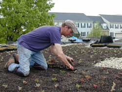 Man plants sedum on roof