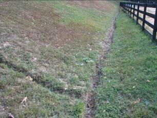 The same pasture 9 months after seeding. The renovated pasture is ready to support routine grazing.